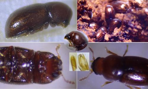 Cis castaneus